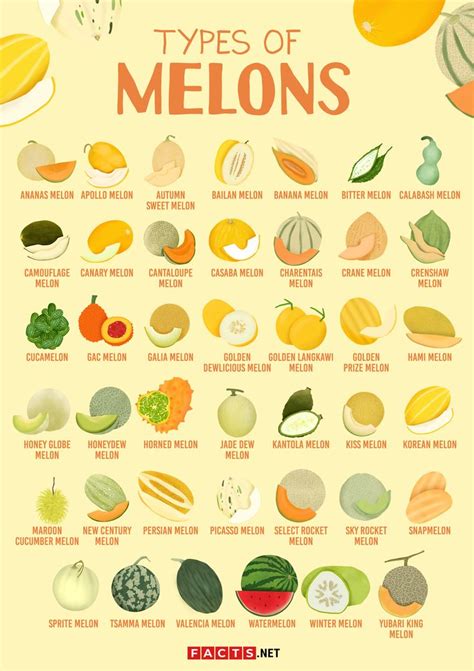 melons tue|Types of Melons: Different Melon Varieties With Pictures and Names